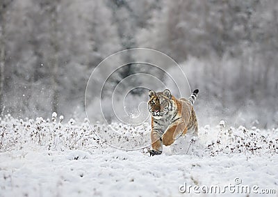 The Siberian tiger Panthera tigris tigris Stock Photo