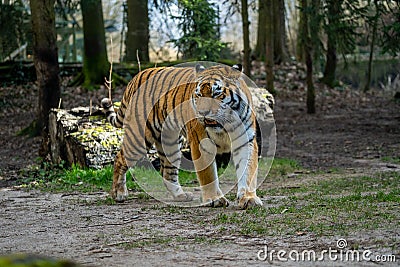 The Siberian Tiger Stock Photo