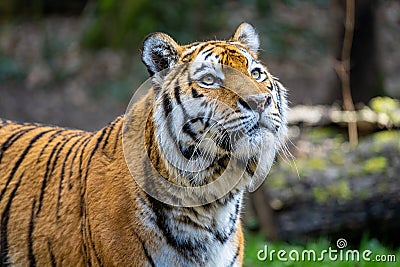 The Siberian Tiger Stock Photo