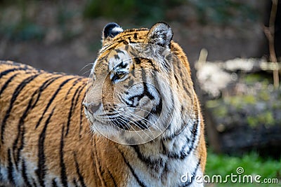 The Siberian Tiger Stock Photo