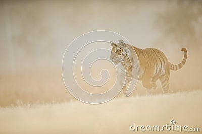 Siberian tiger runing on morning creamy sun light. Dangerous animal, Siberian tiger, Panthera tigris altaica. Stock Photo