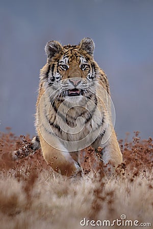 Siberian Tiger running. Beautiful, dynamic and powerful photo of this majestic animal. Set in environment typical for this amazing Stock Photo