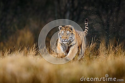 Siberian Tiger running. Beautiful, dynamic and powerful photo of this majestic animal. Set in environment typical for this amazing Stock Photo