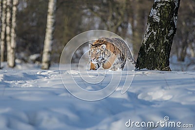 Siberian Tiger running. Beautiful, dynamic and powerful photo of this majestic animal. Set in environment typical for this amazing Stock Photo