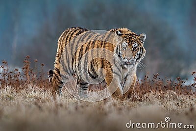Siberian Tiger running. Beautiful, dynamic and powerful photo of this majestic animal. Stock Photo