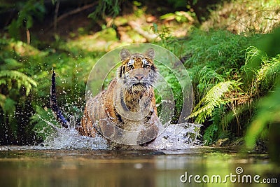 Siberian tiger running in the river. Tiger with splashing water Stock Photo