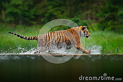 Siberian tiger running in the water. Dangerous animal, taiga in Russia. Animal in the forest river. Dark vegetation with tiger Stock Photo