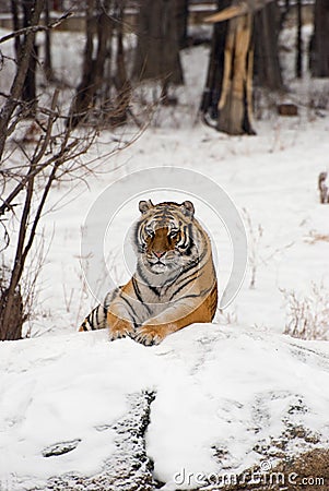 Siberian Tiger Sitting Stock Photo