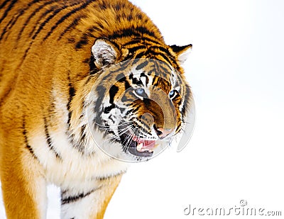 siberian tiger with blue eyes on snow Stock Photo