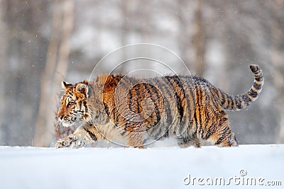 Siberian tiger in snow fall. Amur tiger running in the snow. Tiger in wild winter nature. Action wildlife scene with danger animal Stock Photo