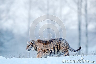 Siberian tiger in snow fall. Amur tiger running in the snow. Tiger in wild winter nature. Action wildlife scene with danger animal Stock Photo