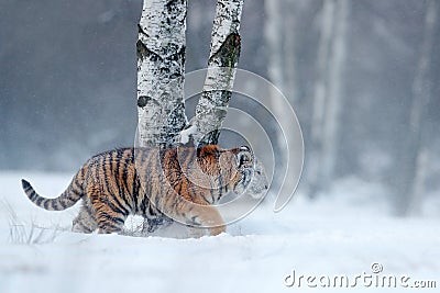 Siberian tiger in snow fall. Amur tiger running in the snow. Tiger in wild winter nature. Action wildlife scene with danger animal Stock Photo