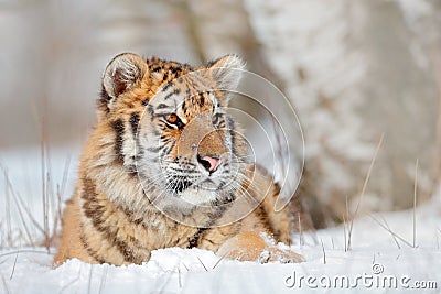 Siberian tiger in snow fall, birch tree. Amur tiger sitting in snow. Tiger in wild winter nature. Action wildlife scene with dange Stock Photo