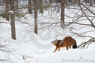 Siberian wolf in freedom on the snow Stock Photo