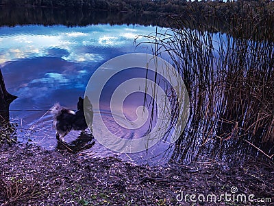 Sibirian husky in blue magenta water with nice reflection Stock Photo