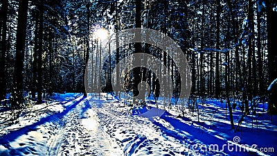 Sibirian winter forest lumia 640xl & x28;mobile& x29; Stock Photo