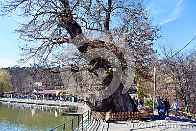 Sibiu Hermanstadt, Romania - 20.03.2019 - Giant ancient tree protected with fence in the park. Natural monument Editorial Stock Photo