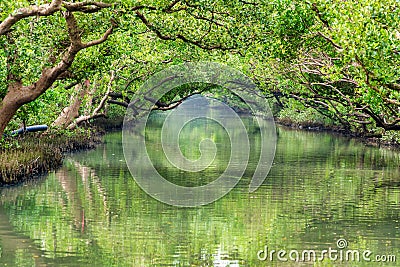 The Sicao Mangrove Green Tunnel Stock Photo