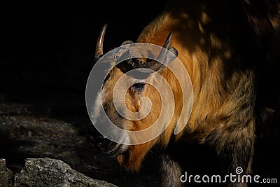 Sichuan Takin - Budorcas tibetanus tibetanus, portrait of beautiful large iconic even-toed ungulates Stock Photo