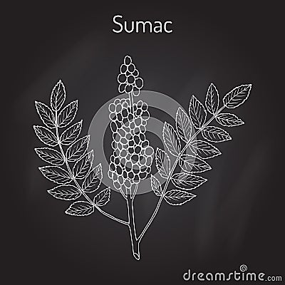 Sicilian sumac Rhus glabra branch with leaves and berries Vector Illustration