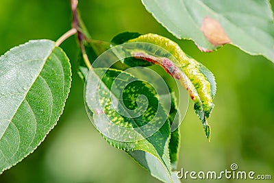 Sick apple tree leaf closeup in summer in sunlight. Rosy apple aphid Dysaphis Plantaginea Stock Photo