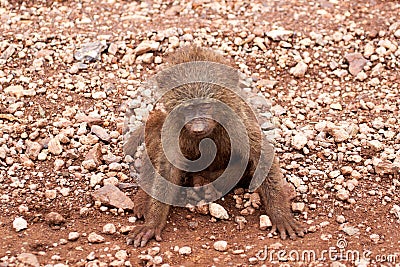 Sick baby baboon dying on the ground Stock Photo