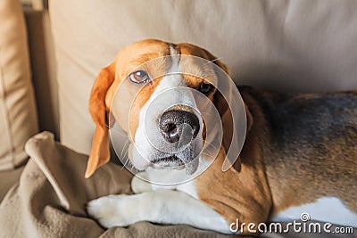 Sick beagle dog Stock Photo