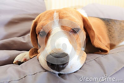 Sick beagle dog on soft chair Stock Photo