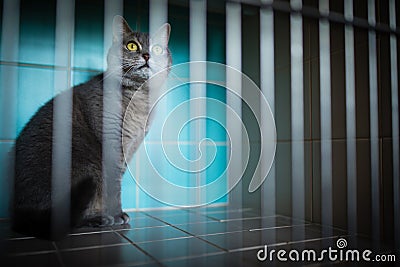 Sick cat waiting for treatment in cage Stock Photo