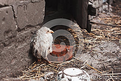 Sick chicken Stock Photo