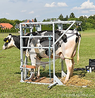 Sick cow waiting for cure in a metal box Stock Photo