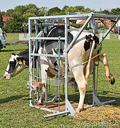 Sick cow waiting for cure in a metal box Stock Photo