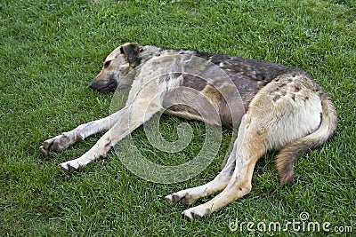 Sick Dog Stock Photo