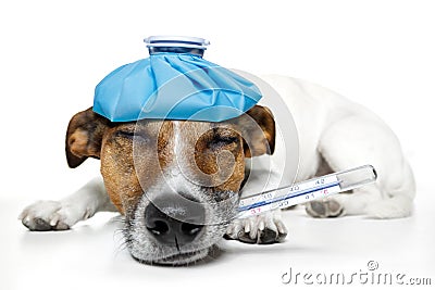 Sick dog Stock Photo