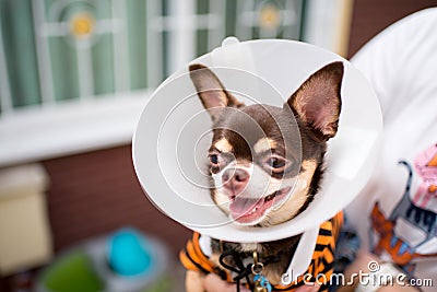 Sick dog,Chihuahua Stock Photo