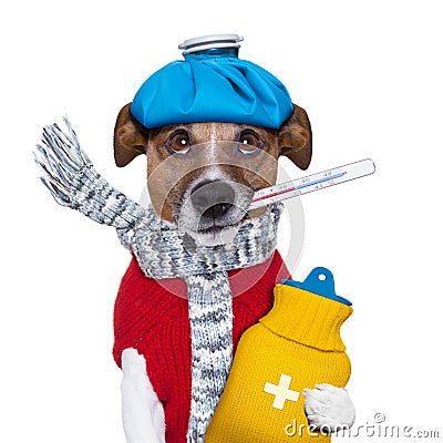 Sick dog with fever Stock Photo