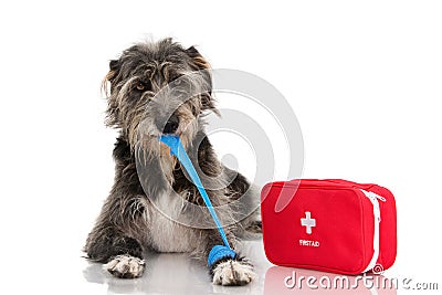 SICK DOG. INJURED AND FUNNY BLACK PUPPY LYING DOWN BITTING AND REMOVING A BLUE BANDAGE OR ELASTIC BAND ON FOOT AND A EMERGENCY OR Stock Photo