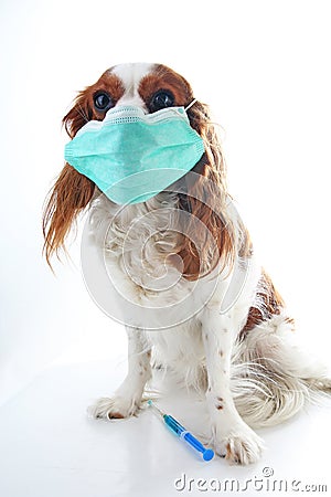 Sick dog puppy photo illustration. Animal pet doctor vet mask on puppy. Dog with injection vaccination. Animal pet dog vet on isol Cartoon Illustration