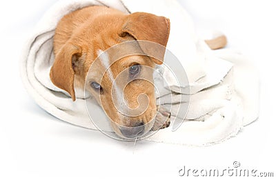 sick dog under a blanket, isolated Stock Photo