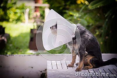 Sick dog wearing Stock Photo