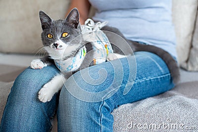 Sick domestic cat lies after surgery on knees of a owner. Postoperative bandage. Care of a pet after a cavitary Stock Photo