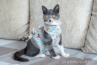 Sick domestic cat sits after surgery at home on sofa in clothes. Postoperative bandage. Care of pet after cavitary Stock Photo