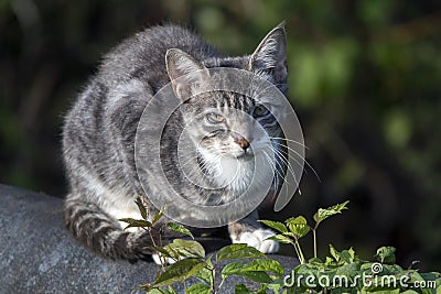 Sick feral domestic barn cat Stock Photo