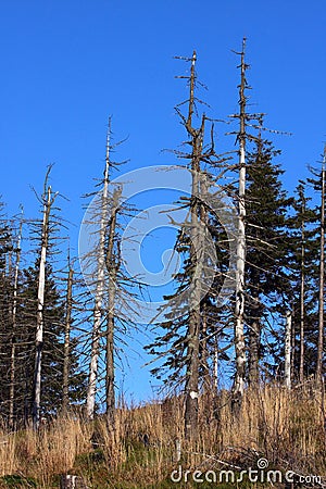 Sick forest Stock Photo