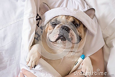 Sick french bulldog dog with headache in bed resting Stock Photo