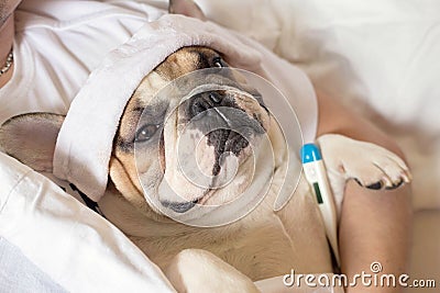 Sick french bulldog dog with headache in bed resting Stock Photo