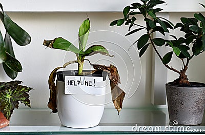 Sick house plant, damaged leaves , home plant leaves dry Stock Photo