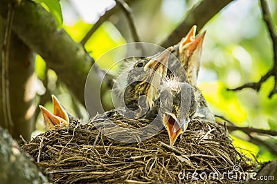Sick hungry chick in the nest Stock Photo