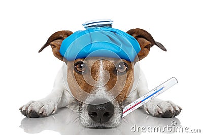 Sick ill dog Stock Photo