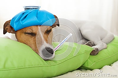 Sick ill dog Stock Photo